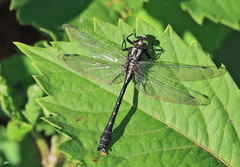 Hylogomphus adelphus