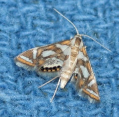 Chrysendeton medicinalis