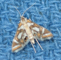 Chrysendeton medicinalis