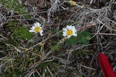 Chrysanthemum integrifolium