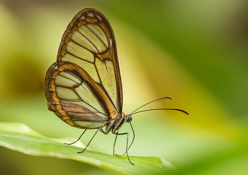 Ithomia