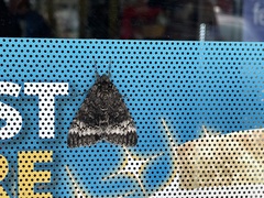 Catocala grotiana