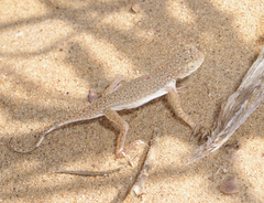 Phrynocephalus interscapularis