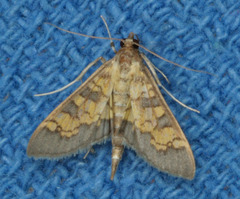 Diacme elealis