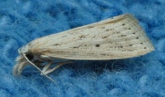Diatraea lisetta