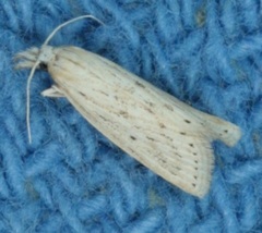 Diatraea lisetta
