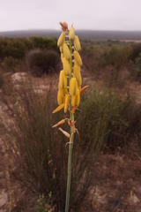 Albuca clanwilliamae-gloria