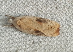 Agonopterix nervosa