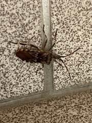 Leptoglossus occidentalis