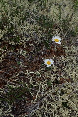 Chrysanthemum integrifolium