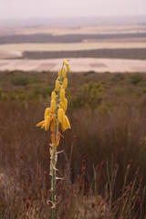 Albuca clanwilliamae-gloria