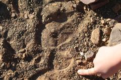 Equus zebra hartmannae