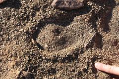 Equus zebra hartmannae