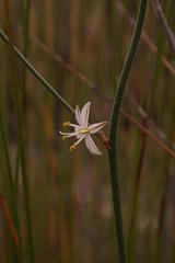 Chlorophytum viscosum