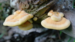 Laetiporus sulphureus