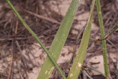 Chlorophytum viscosum