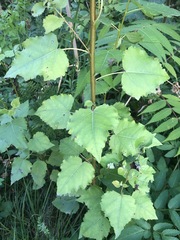 Populus × heimburgeri