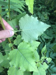 Populus × heimburgeri