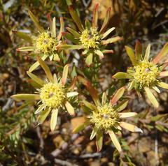 Leucadendron modestum