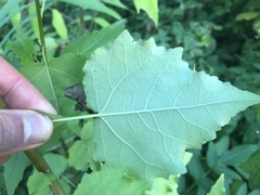 Populus × heimburgeri