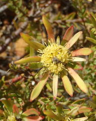 Leucadendron modestum