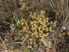Leucadendron modestum