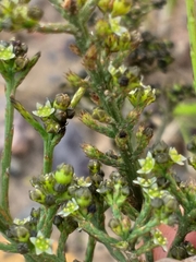 Thesium nigroperianthum