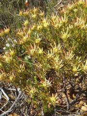 Leucadendron modestum