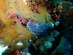 Pentacta doliolum