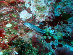 Pentacta doliolum
