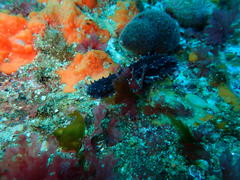 Pentacta doliolum