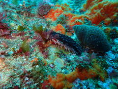 Pentacta doliolum