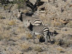 Equus zebra hartmannae