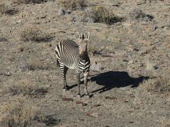Equus zebra hartmannae