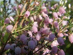 Erica tomentosa
