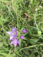 Gentianella austriaca