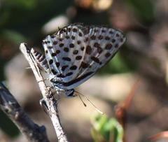 Tarucus sybaris linearis