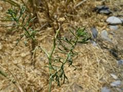 Peganum harmala