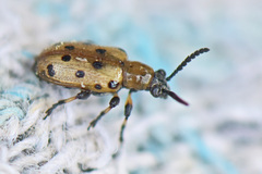 Crioceris nigropunctata
