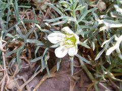 Peganum harmala