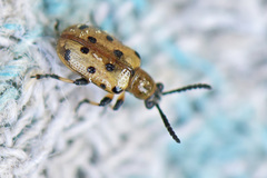 Crioceris nigropunctata