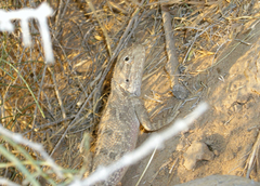 Trapelus sanguinolentus
