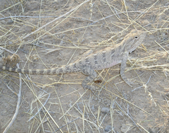 Trapelus sanguinolentus