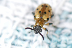 Crioceris nigropunctata