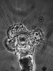Collotheca