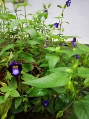 Torenia fournieri