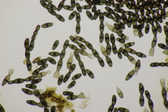 Bispora pallescens
