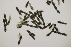 Bispora pallescens