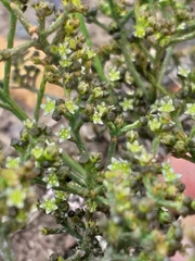 Thesium nigroperianthum