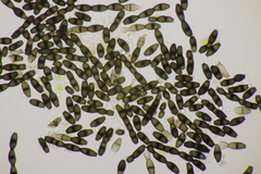 Bispora pallescens